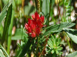 Rhodiola Rosea Extract